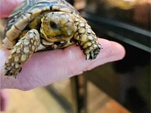 Leopard Turtle